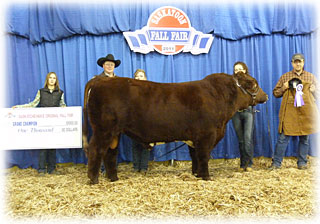 Star P Ideal 18X - Grand Champion Shorthorn Bull 2011 Saskatoon Fall Fair