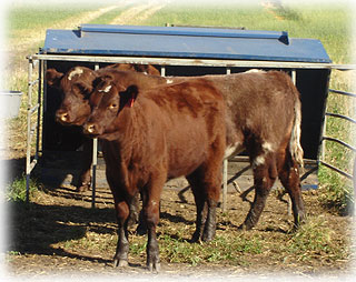Calves at Star P Farms